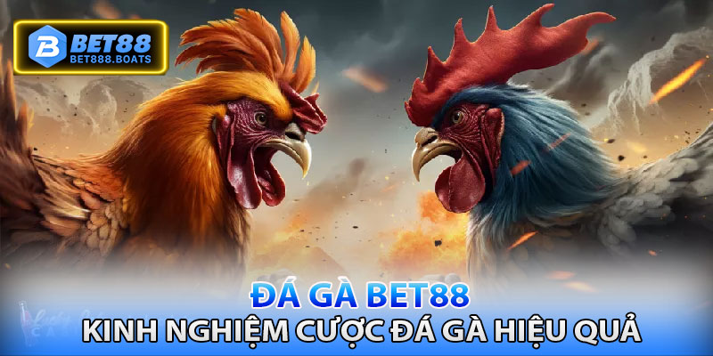 Kinh nghiệm đá gà Bet88 siêu chuẩn mới nhất 2025